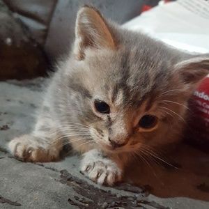 Meet your Posher, Masooma